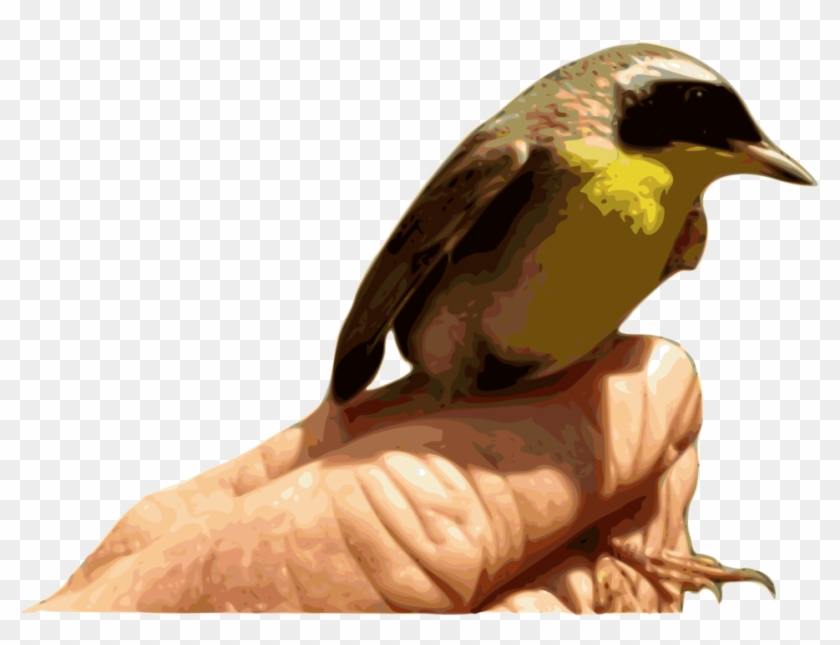 Yellowthroat Bird - Bird Clipart