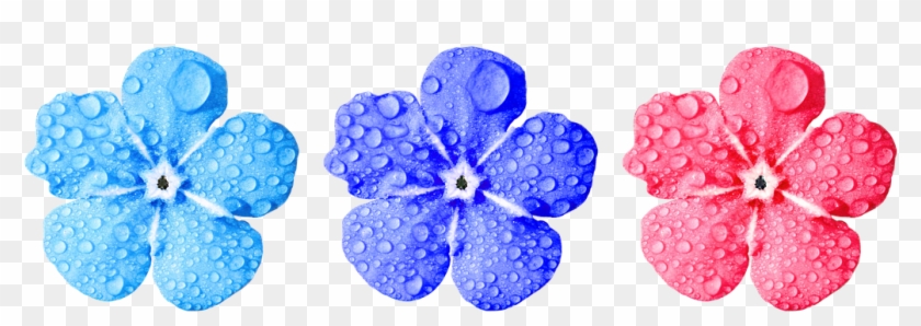 Flower, Forget Me Not, Close Up, Leaves - Close Up Leaves And Flowers Clipart