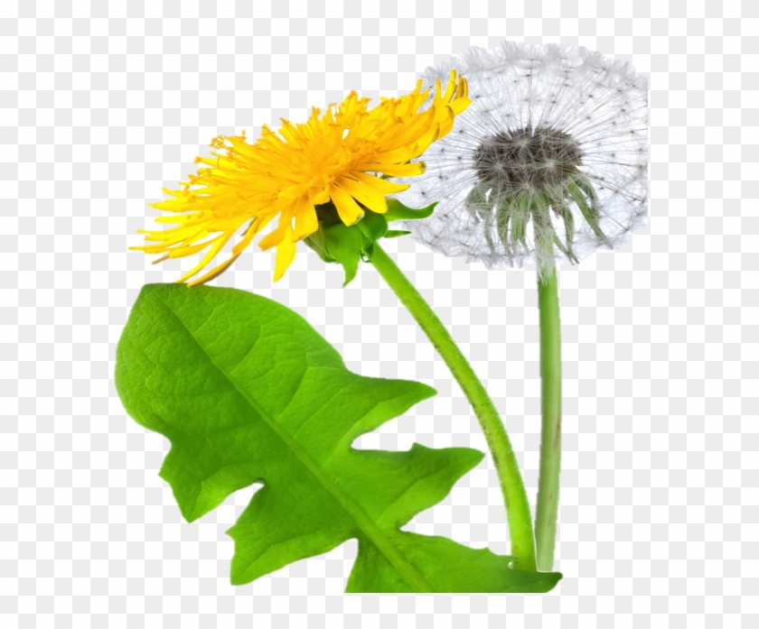 Dandelion Png - Transparent Dandelion Icon Clipart #3414630