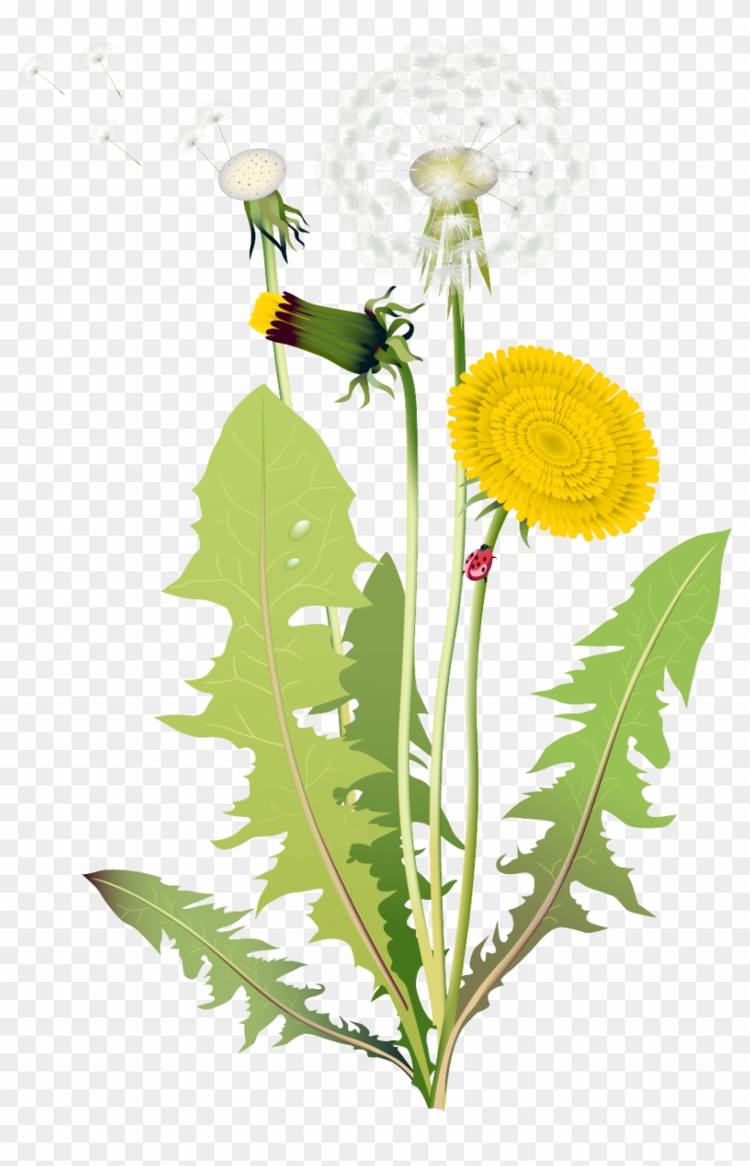 My Blog - Tipos De Flores Diente De Leon Clipart