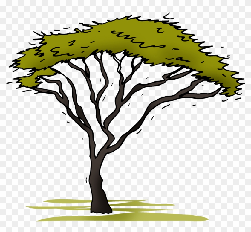 Acacia - Illustration Clipart #3415032