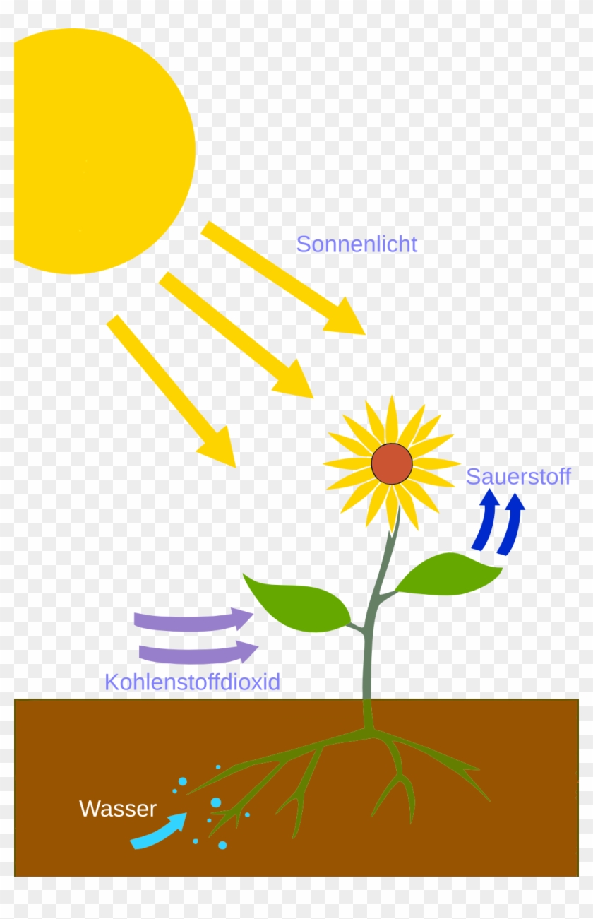 File - Photosynthesis - De - Wikimedia Commons - Transparent Photosynthesis Png Clipart #3416330