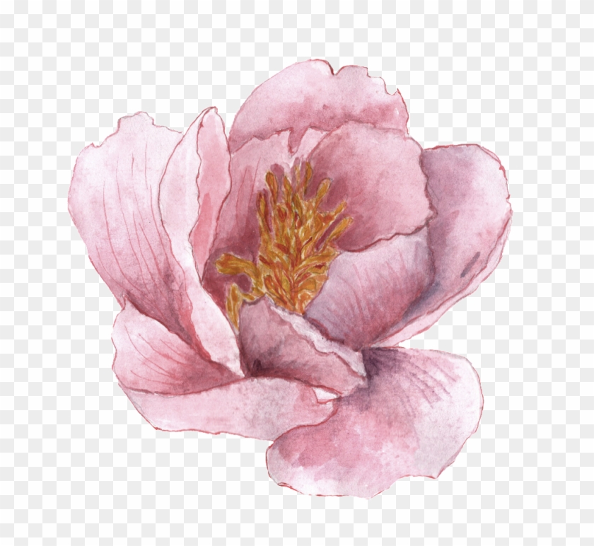 Png De Ornamento Transparente Para O Mosaico Do Imperador - Common Peony Clipart #3416332