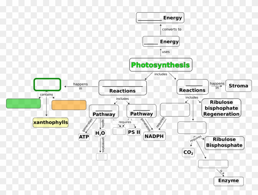 Concept Map For Photosynthesis - Photosynthesis Concept Pdf Clipart #3416583