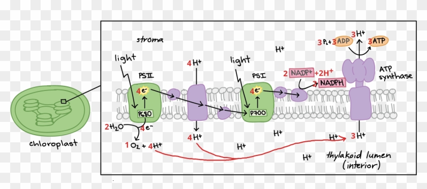 Diagram Of Light-dependent Reactions, With Counts - Fotosynteza Zależna Od Światła Clipart #3416617
