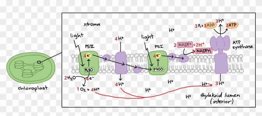 Diagram Of Light-dependent Reactions, With Counts - Fotosynteza Zależna Od Światła Clipart