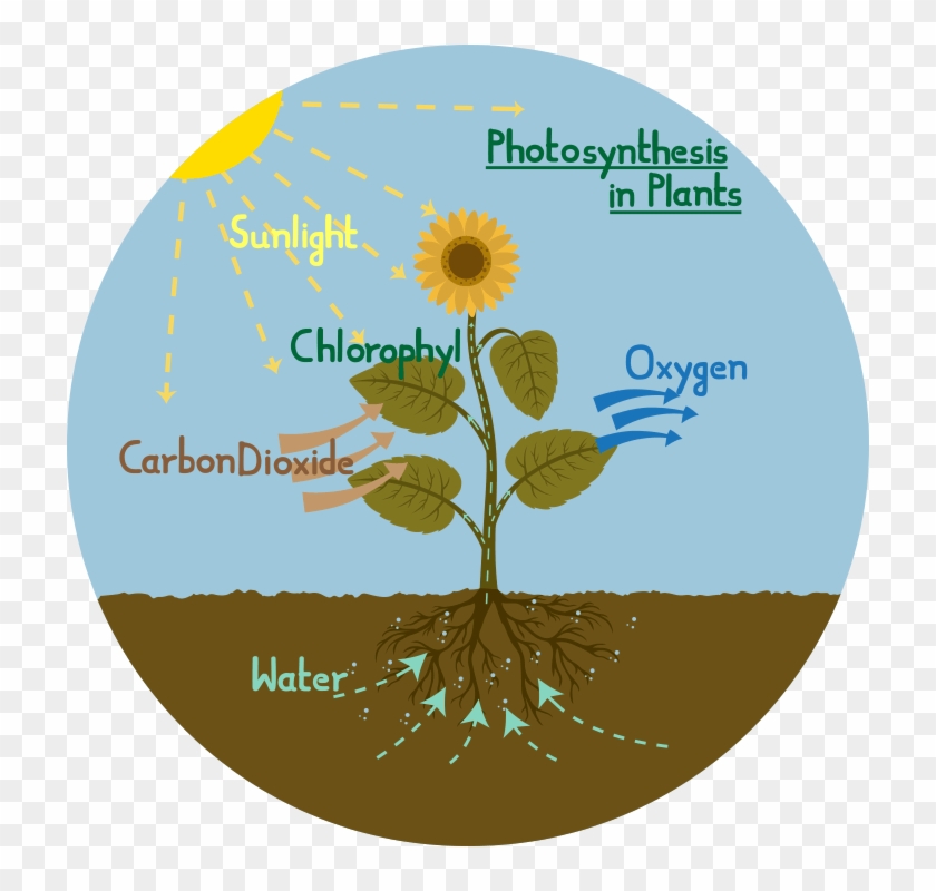Photosynthesis Diagram Of A Flower - High School Photosynthesis Diagram Clipart #3416719