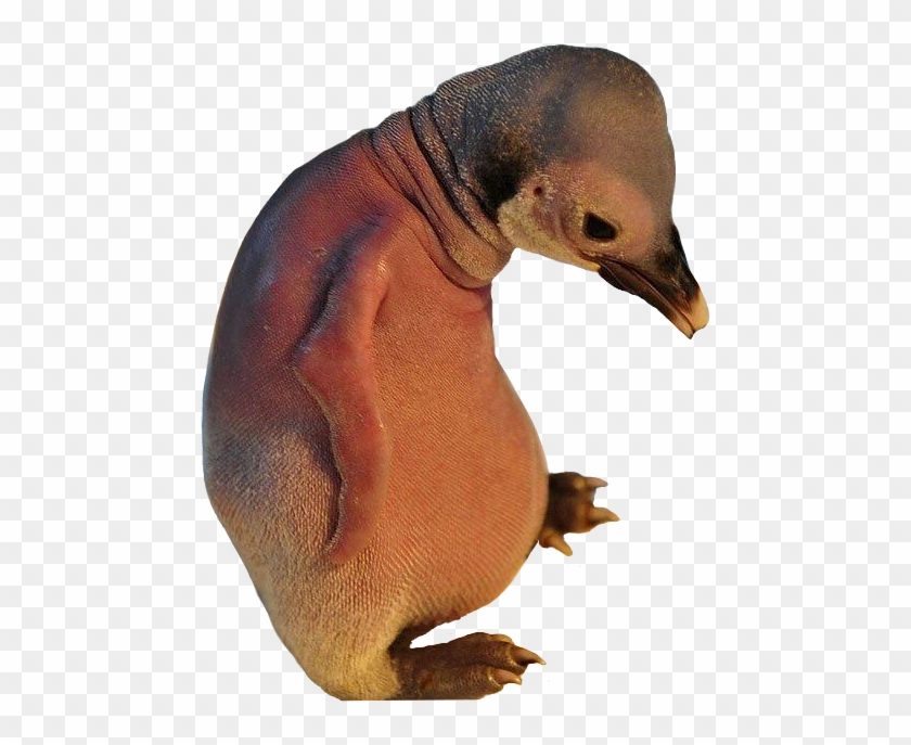 Baby Penguin Without Feathers - Bald Penguin Clipart