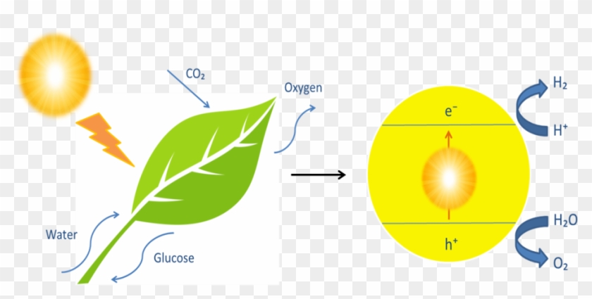 From Natural To Artificial' - Circle Clipart