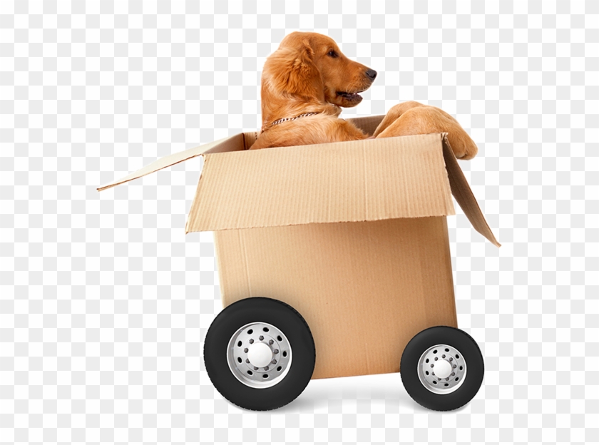 Pet Taxi - Dog In A Moving Box Clipart