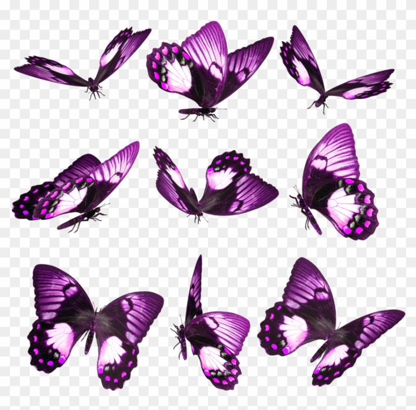 Hace Un Tiempo Estuve Traduciendo Una Guía Sobre Mariposas - Фиолетовые Бабочки Пнг Clipart