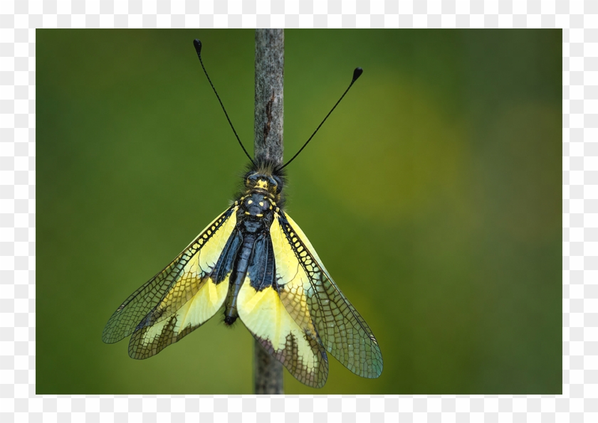 Mariposas Y Enoturismo Last Minute - Net-winged Insects Clipart #3418676