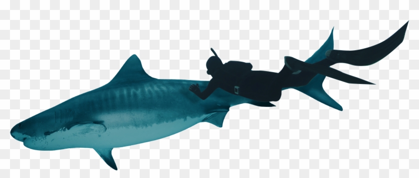 Gira Tu Teléfono Para Entrar En La Realidad Virtual - Bronze Hammerhead Shark Clipart