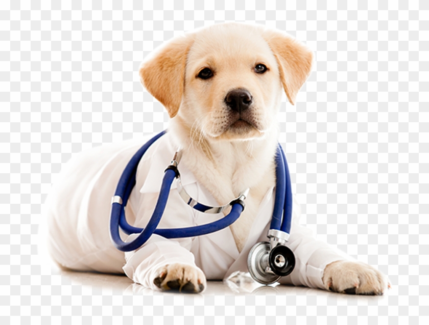 Castrar O Esterilizar A Tu Perro - Play Pets Skin Doctor Clipart #3419366