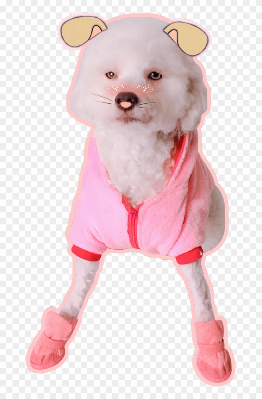 0 Replies 1 Retweet 2 Likes - Companion Dog Clipart