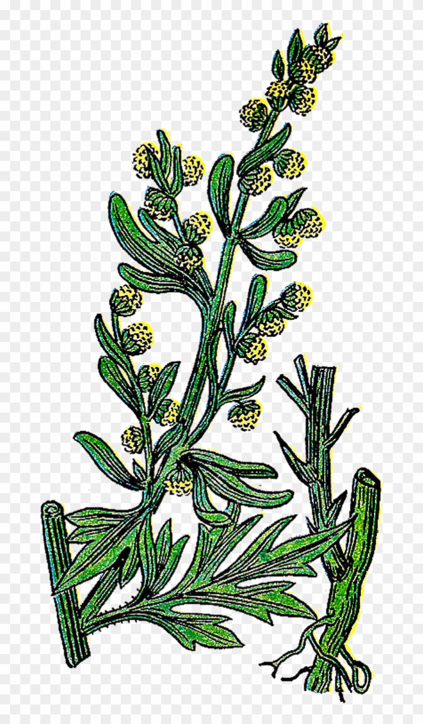 This Is A Lovely Vintage Graphic Of The Herb Plant, - Wormwood Clipart - Png Download #3419466