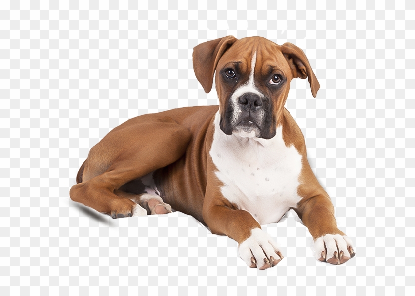 Boxer Clipart