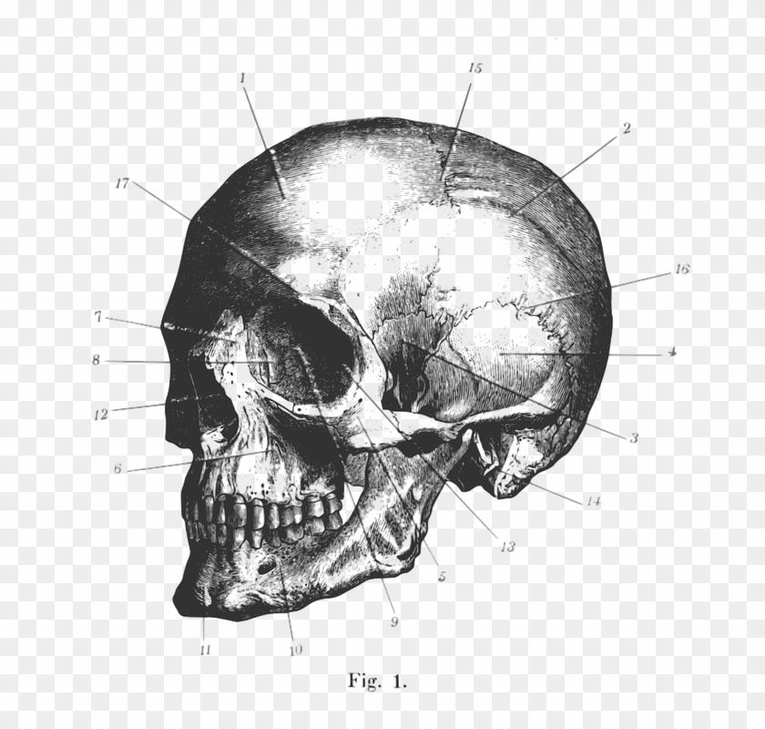 Illustration Of A Human Skull Clipart #3419624