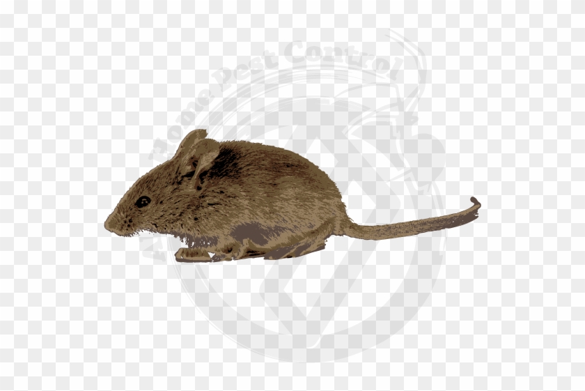 Mice Clean Up Tips - Marsh Rice Rat Clipart #3421394