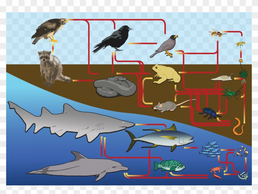 Wikimedia Commons - Goliath Grouper Food Chain Clipart