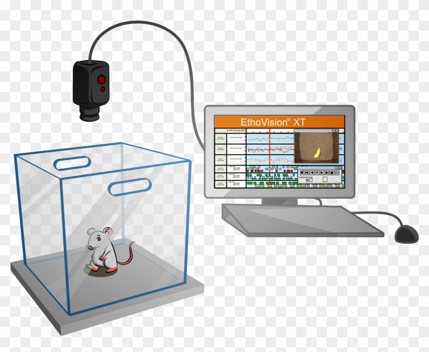 Ethovision Xt And The Open Field Test - Open Field Rat Test Clipart #3421752