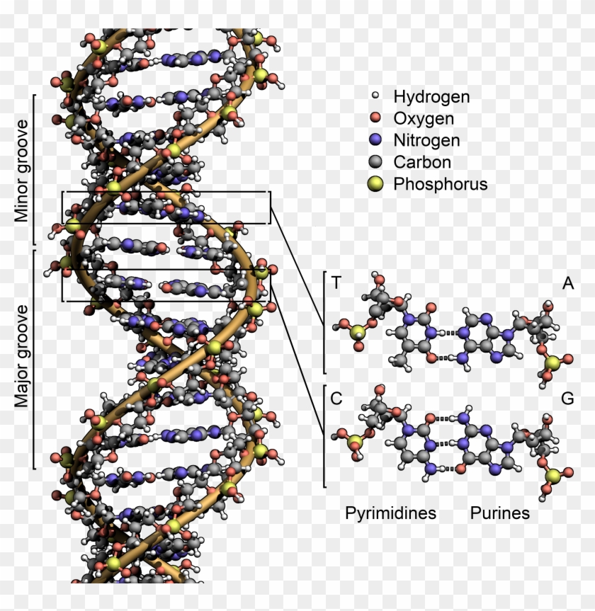 Dna Structure Key Labelled - Spider Dna Structure Clipart #3422132
