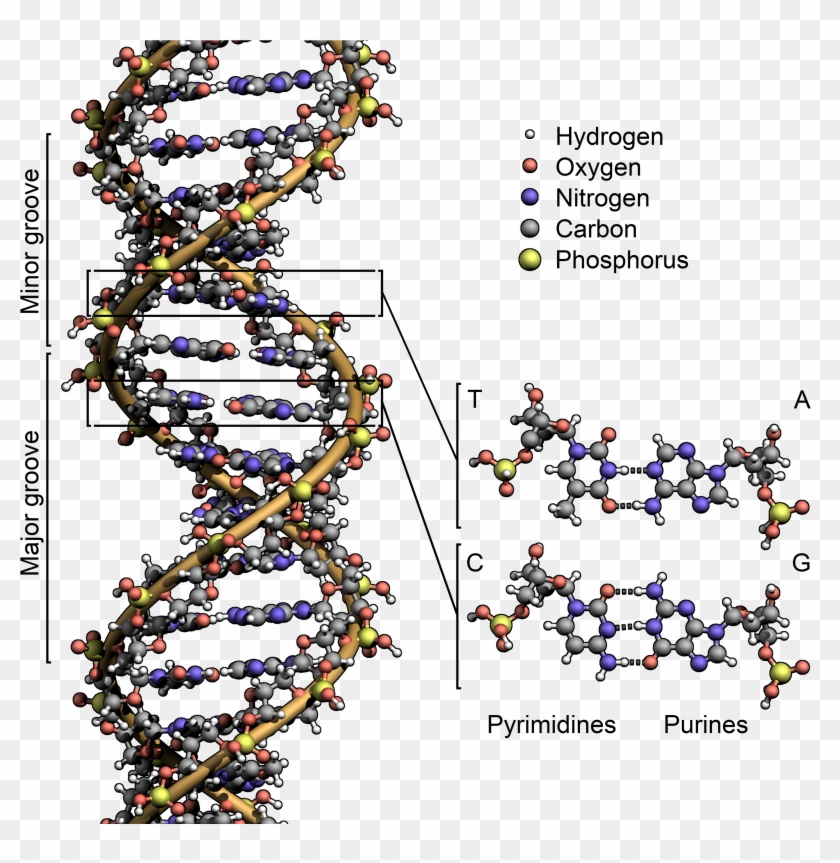 Dna Structure Key Labelled - Spider Dna Structure Clipart