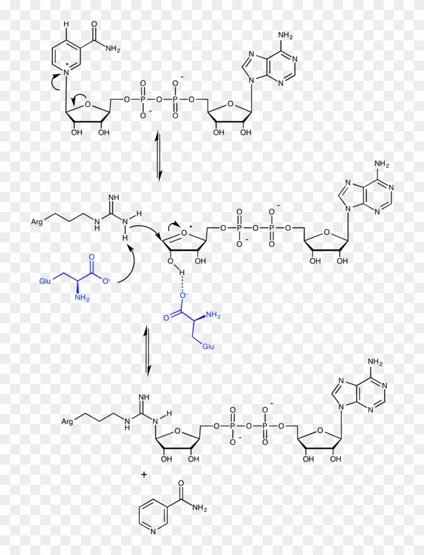 Adp Ribosylation Mechanism - Mono Adp Ribosyltransferase Mechanism Clipart #3424797