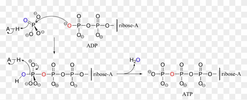 Despite The Apparent Simplicity Of The Chemistry Going - Atp To Adp Reaction Mechanism Clipart #3424826