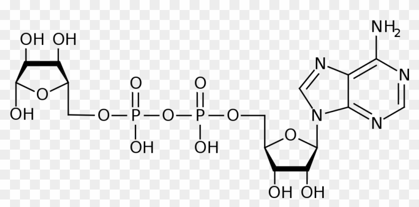 Poli Adp Ribose Clipart #3425021
