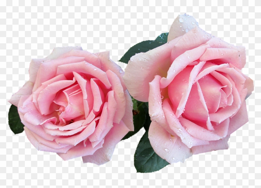 Pink, Perfumed, Rose, Cut, Out - Pink Rose Cut Out Clipart #3427969