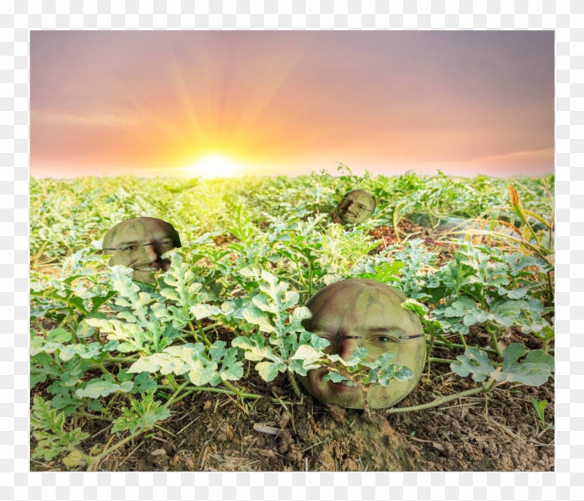 7 Replies 8 Retweets 71 Likes - Watermelon Field Clipart