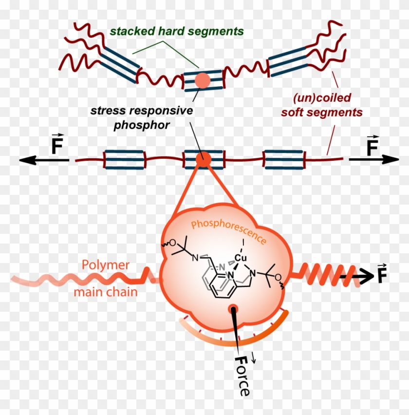 'twist And Shine' - Polyurethanes Soft Hard Segment Clipart #3432014