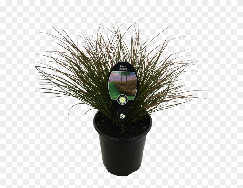 Find Plant Carex Testacea - Houseplant Clipart