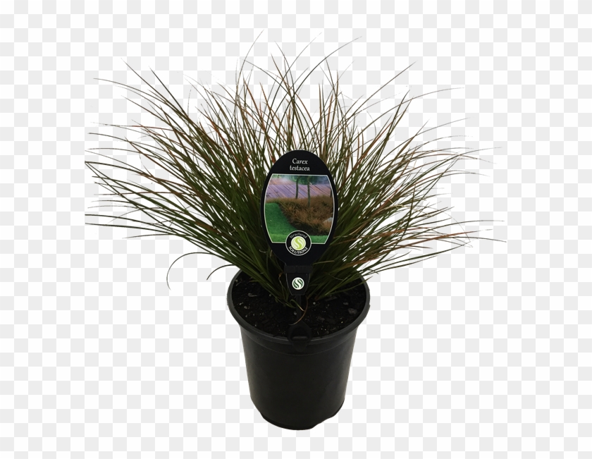 Find Plant Carex Testacea - Houseplant Clipart #3432680
