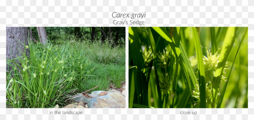 Check Out Just A Few Of Our Favorites Below, Both In - Sweet Grass Clipart #3432710