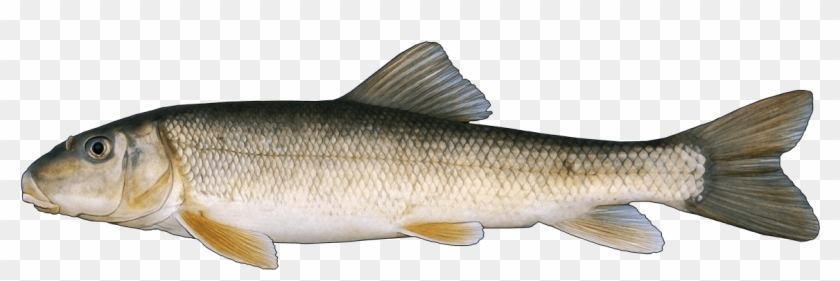 Http - //www - Fishbuoy - Com/images/images/fish Species - Coastal Cutthroat Trout Clipart #3433363