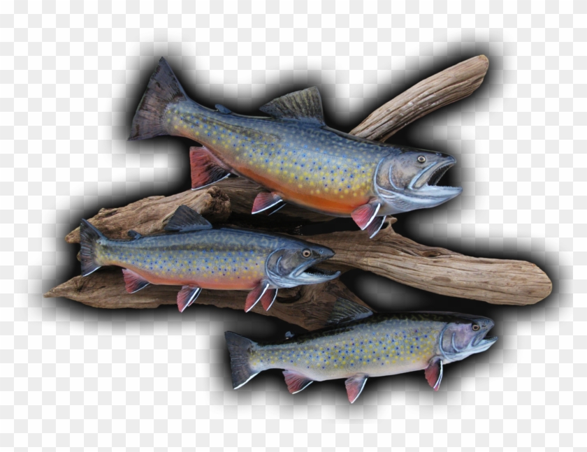 Trout Clipart