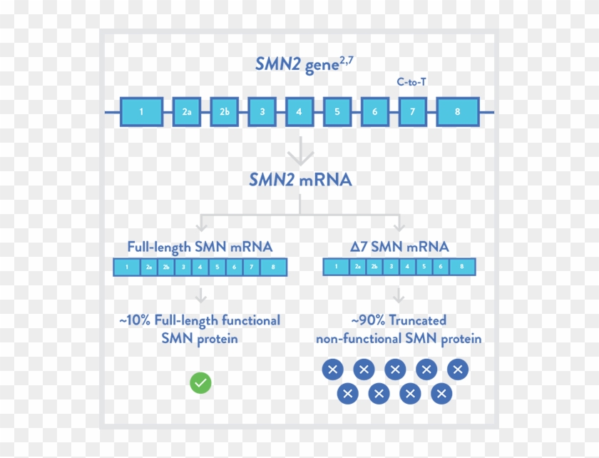 Approximately 10% Of Smn2 Transcripts Result In Full-length - Smn1 And Smn2 Clipart #3434005