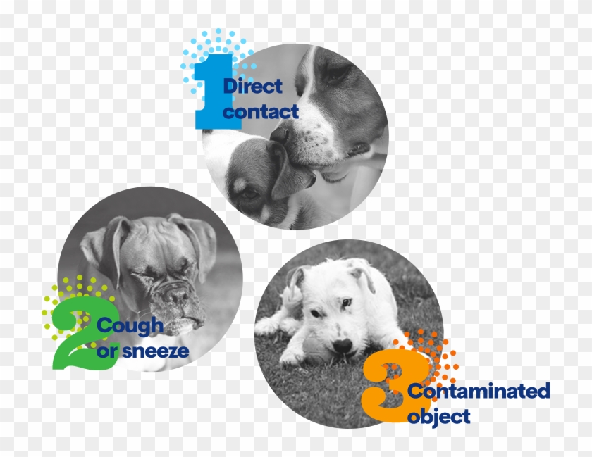 Though The Disease Is Very Rarely Fatal, Mortality - Dog Sneezing Clipart