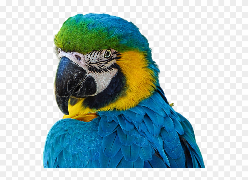 Cotorro, Parrot, Render, Sin Fondo, Azul, Animal, Ave - Blue Cotorro Clipart #3435331