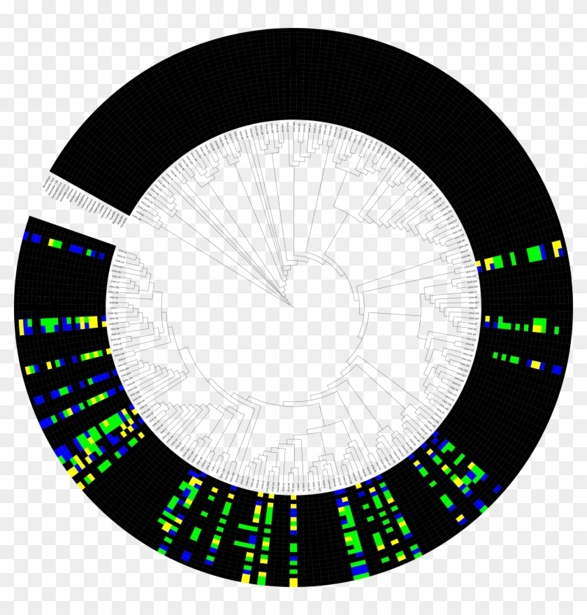 Download This Tree In Png Format - Circle Clipart