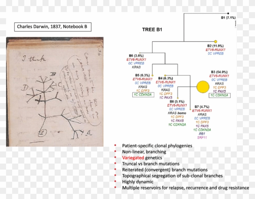 Critical Features Of Cancer Clone Phylogenetics - Darwin Tree Of Life Clipart #3438573