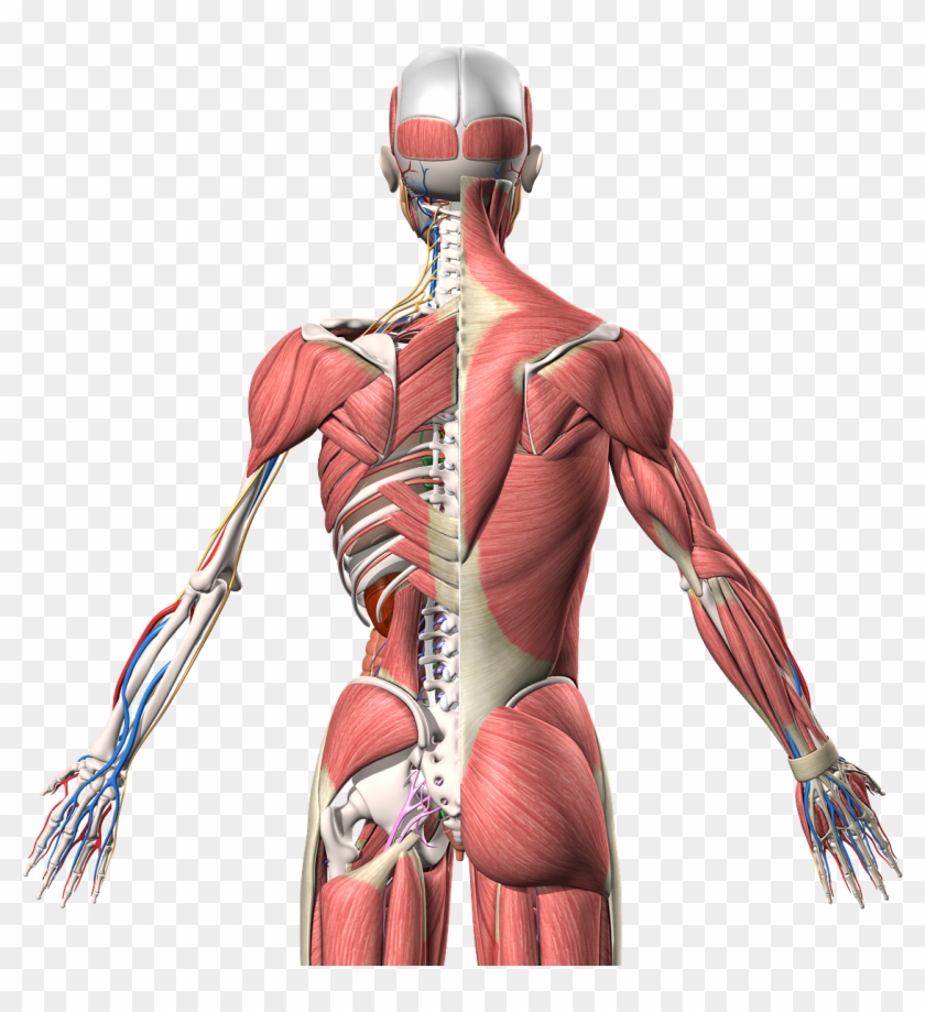 Human Anatomy 3d Model - Human Anatomy 3d Model Png Clipart