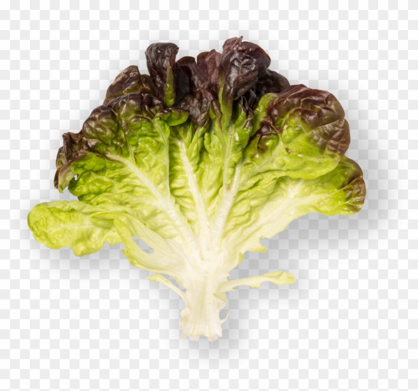 Red Oak - Romaine Lettuce Clipart #3441367