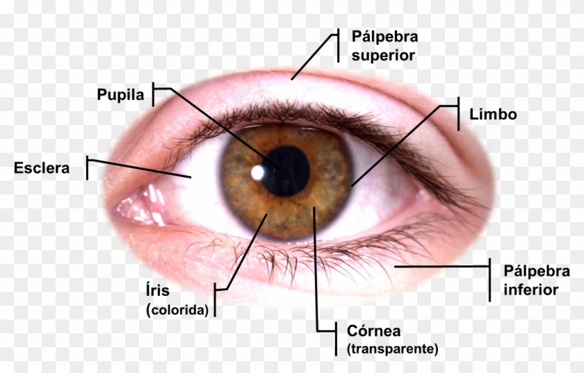Anatomia Dos Olhos Png Download Full Hd Image Eye Clipart 3444224 Pikpng