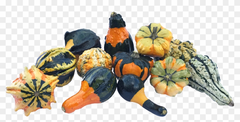 Gourds - Pattypan Squash Clipart #3444495