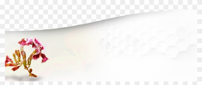 Bg Certificado 1 - Samsung Clipart