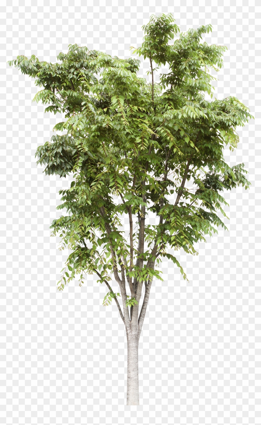 Pin By Lanmengmei On Photoshop Materia Pinterest - Pond Pine Clipart #3451244