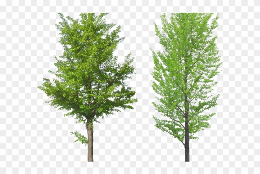 Tree Png Transparent Images - Tree Front View Png Clipart #3451261